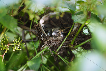 Little Bird Nestlings in the branch