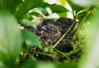 Little Bird Nestlings in the branch