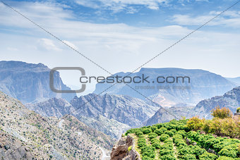 Trees Jebel Akhdar Oman