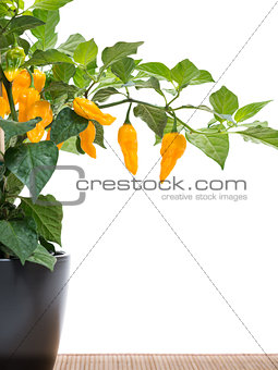 Fatalii chili on plant on white background