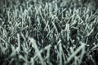 Fall - below zero, first frost on the lawn