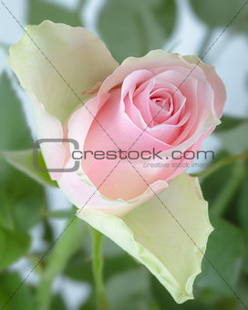 Pink rose bud with green stems and leaves at garden