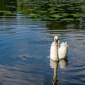 Graceful white swan swimming on water