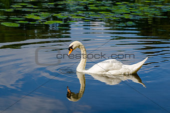 Graceful white swan swimming on water