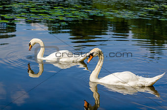 Two white swans are swimming on water in nature