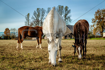 Horses feeding outdoors