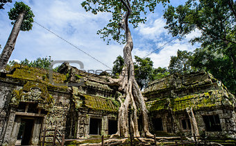 Ta Prohm Temple With Tree Growing Out of It, Siem Riep, Campodia