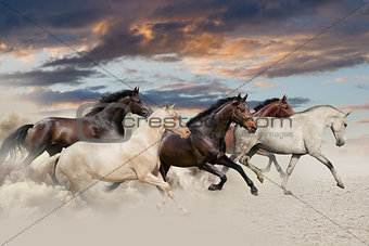 Five horse galloping