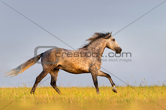Grey horse gallop