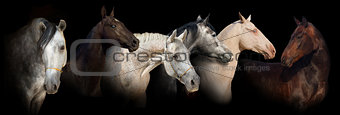 Group of horse