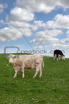 cattle feeding on the green grass