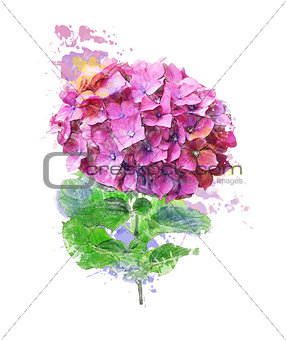 Watercolor Image Of Hydrangea Flower