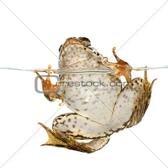 common frog
