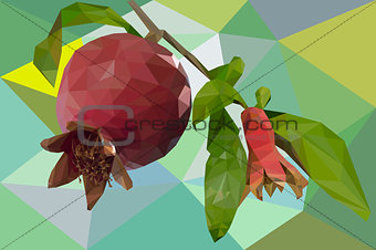 Pomegranate fruit in polygons