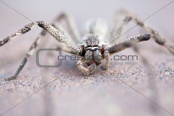 Common rain spider on brick pavement, selective focus
