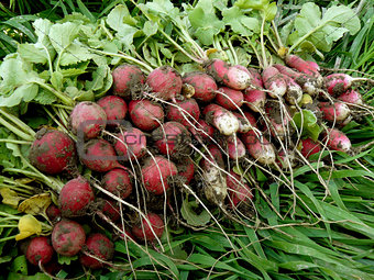 radishes harvest