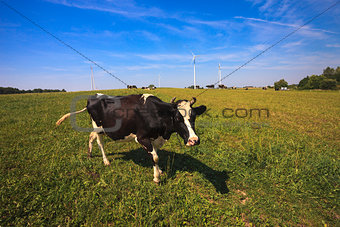 Cows grazing near wind turbines