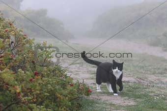 Cat in fog
