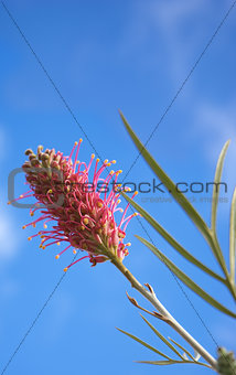 Grevillea species an Australian Wildflower 
