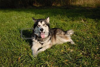 the dog, a large Alaskan Malamute