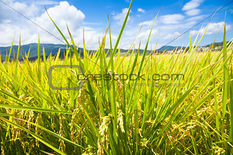 green rice field with sky and cloud background
