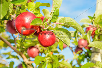 Red apples hanging on the tree