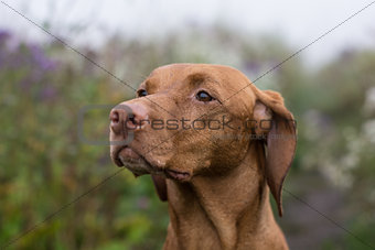 Female Vizsla Dog in a Field