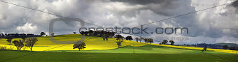 Sunnyside Cowra Landscape Canola Views