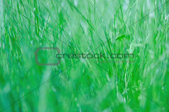 green fresh grass background.
