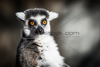 Ring-tailed Lemur of Madagascar