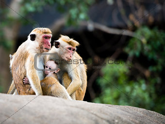Family of red-faced Macaque monkeys in the forest