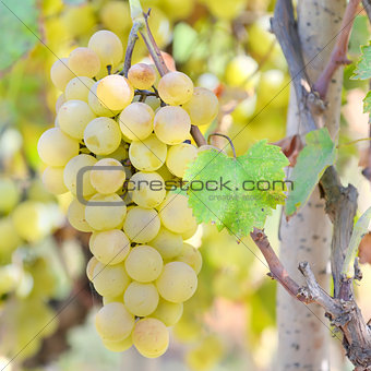 Sweet and tasty white grape 