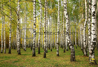 Sunny autumn birch trees