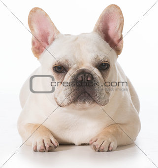 french bulldog 