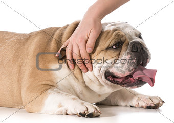 petting dog