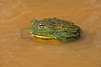 African giant bullfrog
