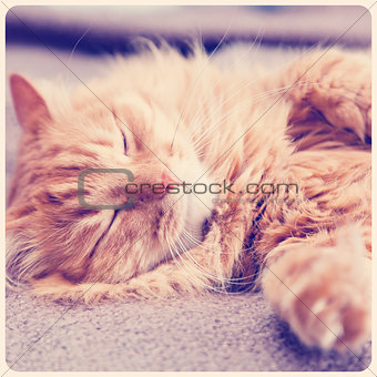 funny ginger cat sleeping