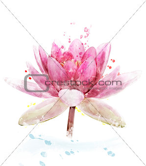 Watercolor Image Of Pink Waterlily Flower