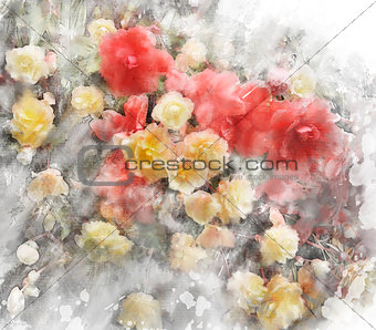 Watercolor Image Of Begonia Flowers