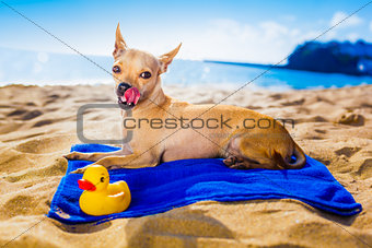 chihuahua summer dog