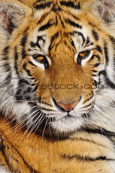 Closeup portrait of a young tiger