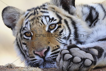 Closeup portrait of a young tiger