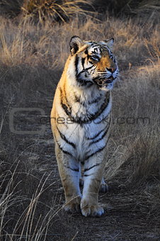 Tiger on patrol