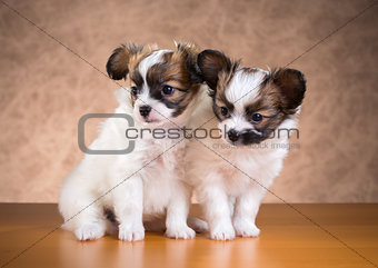 Two Papillon puppies