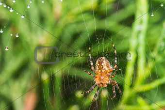 Spider with spider web