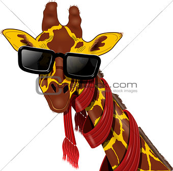 giraffe in sunglasses