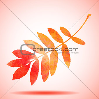 Orange watercolor painted vector rowan tree leaf