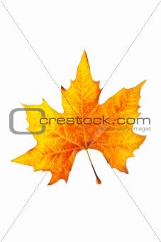 One maple leaf