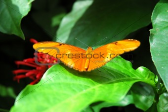 Orange Tropical Butterfly