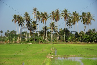 coconut tree, paddy field and farm house in the countrysides